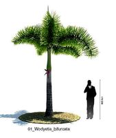 palmeras