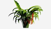 Plant - Heliconia