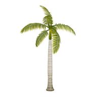 Royal Palm