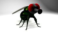Fly - Insect
