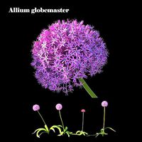 Allium globemaster