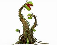 Venus Flytrap