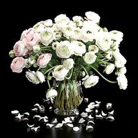 Ranunculus 2