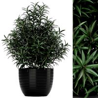 Plants collection 168