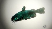 high poly catfish