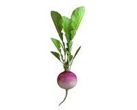 Radish Pink