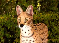 Serval 3d model and sculpture