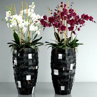 Orchid 6