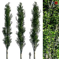Poplar Pyramidal 15m Summer