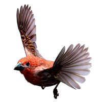 House finch - rigged - animated