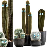Cactus with eyes in a pot