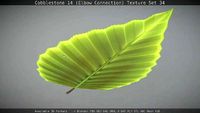 Hornbeam Leaf  Low-Poly Version
