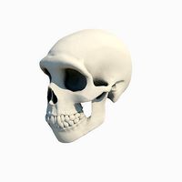 Skull Neanderthal
