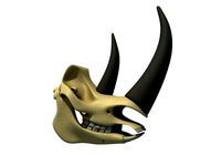 Rhino Skull