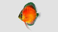 Alenquer Discus Fish