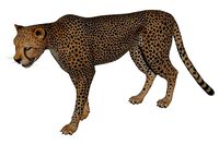 Cheetah