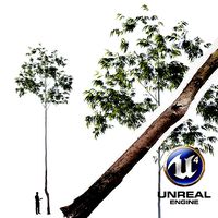 Realistic Tree 13- UE4 Asset and FBX Files Low-poly 3D model