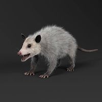 Opossum