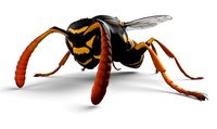 Wasp