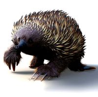 Tachyglossus aculeatus