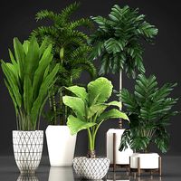Collection Exotic plants 349