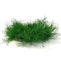 ground cover juniper