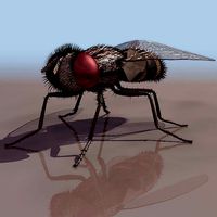 Fly Model