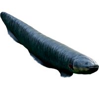 Electrophorus Electricus