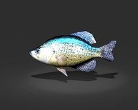 Crappie