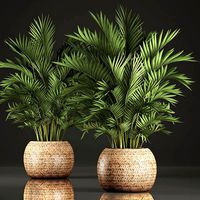 Decorative palms Howea 2