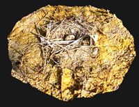 Nest with an Egg
