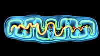 mitochondria cell