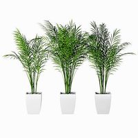 Palm 12