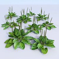 plantains set fleaworts Plantago