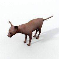 Sphynx