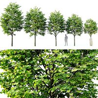 Tilia europaea Nr 1  H4-7m Five tree set
