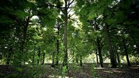UE4 - Trees - Oak Forest -