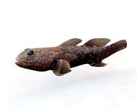 Tripletooth Goby Fish