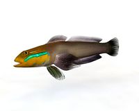 Sleeper Goldenhead Goby Fish