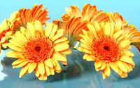 Barberton Daisy Gerbera Jamesonii