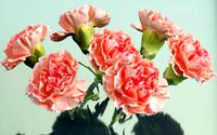 Carnation Clove Pink Dianthus Caryophyllus 2