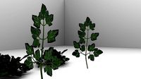 parsely