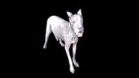 Great Dane - Danua