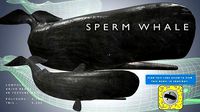 Sperm Whale