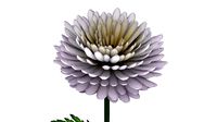 Chrysanthemum