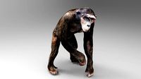 CHIMPANZEE