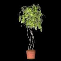 Plant House Flowers Pot