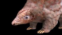 Pangolin Rigged