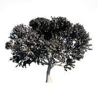Peach tree 4