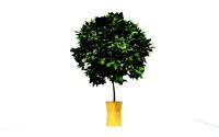 Little Tree Pot